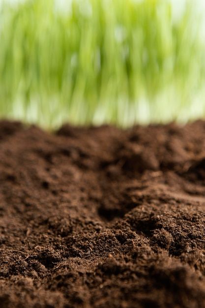 a plant sprouts out of the ground in front of some green grass and dirt