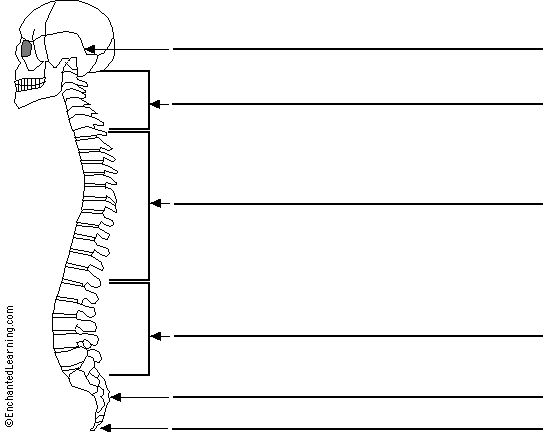 Label the Spine Printout | Anatomy and physiology, Nursing school ...