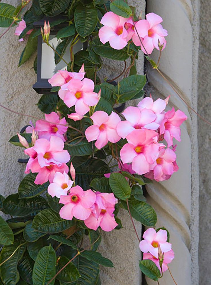 pink flowers growing on the side of a building