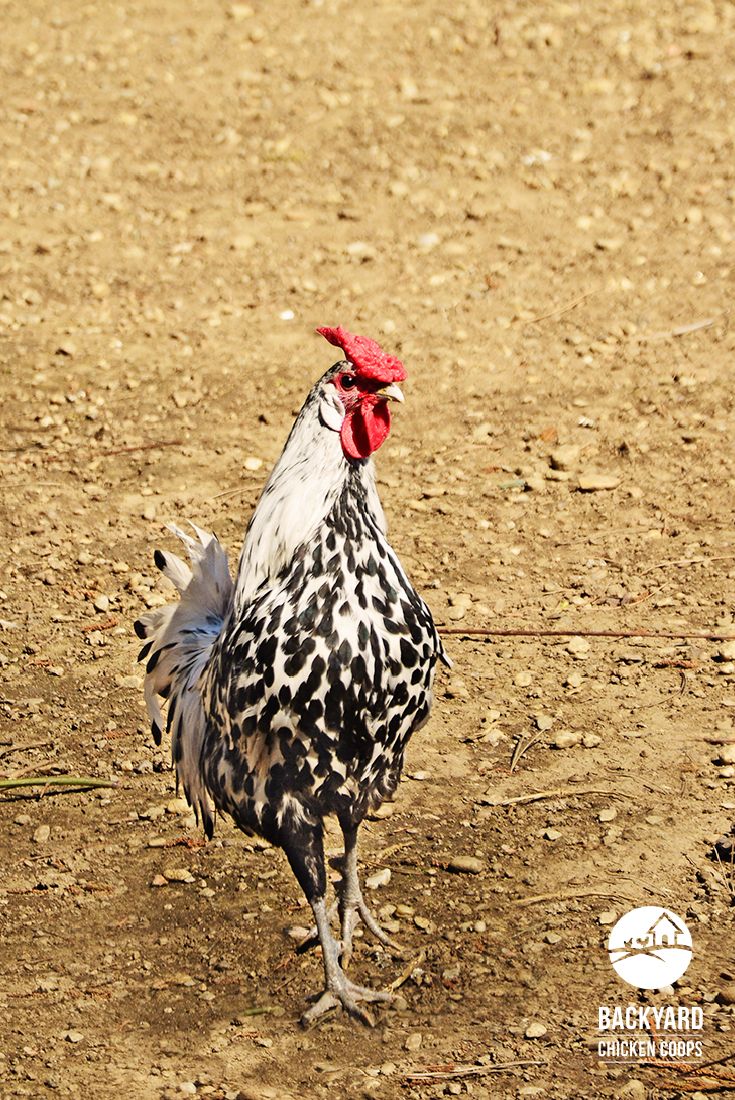 a black and white chicken walking across a dirt field