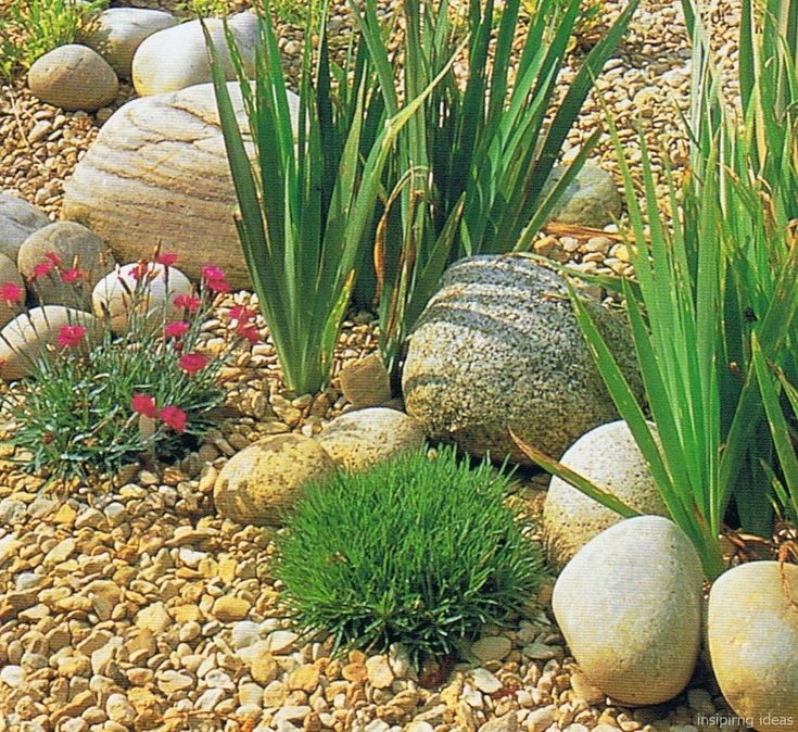 some rocks and plants are in the gravel