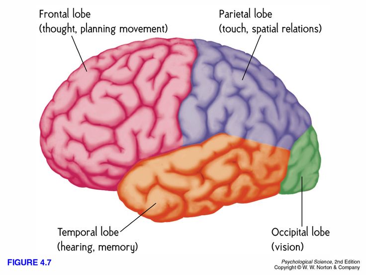 the parts of the human brain labeled in three different sections, including cerebratory and frontal areas