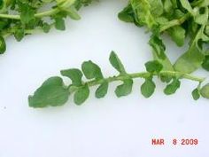 some green leafy plants on a white surface with a red marker that says march 8, 2009