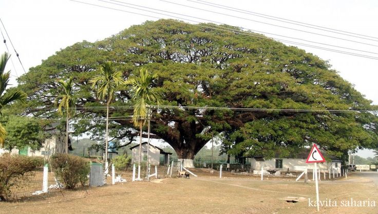 a large tree sitting in the middle of a dirt field next to power lines and trees