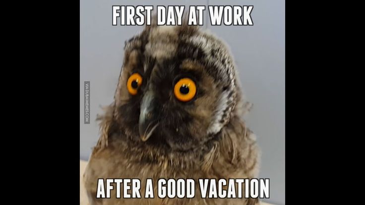 an owl with yellow eyes and the words first day at work after a good vacation