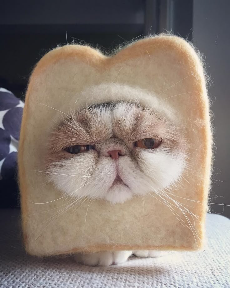 a cat that is looking through a piece of bread