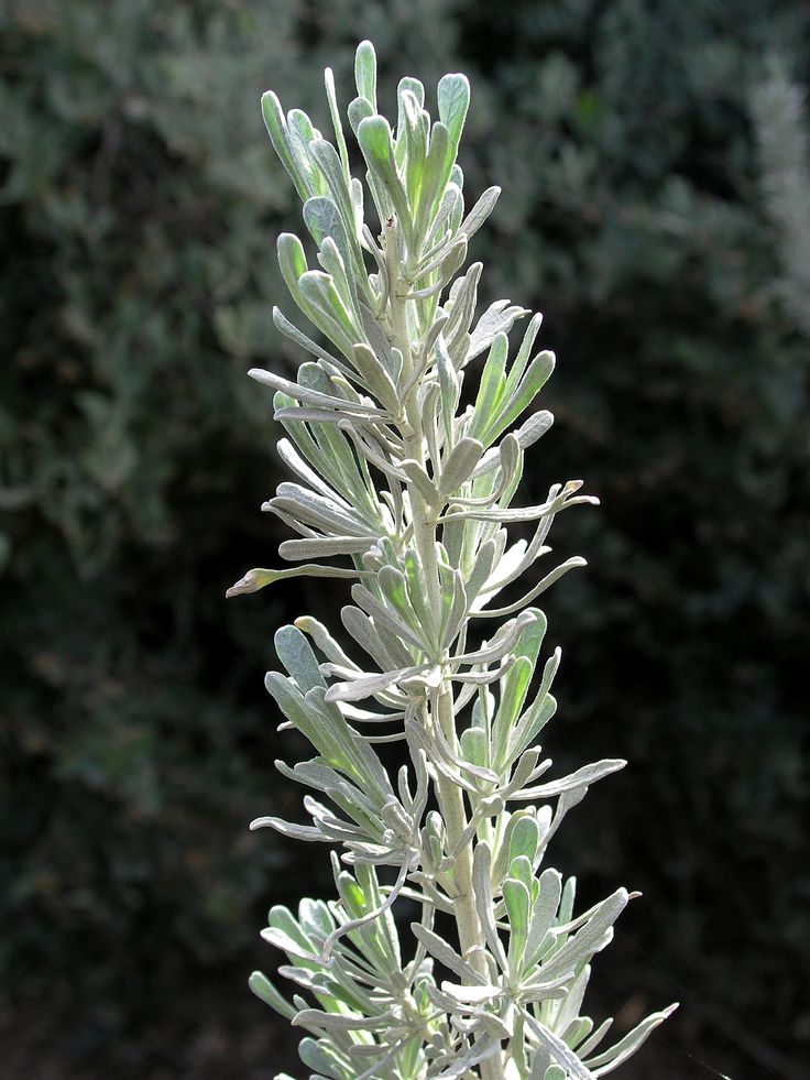 a close up of a plant with white flowers