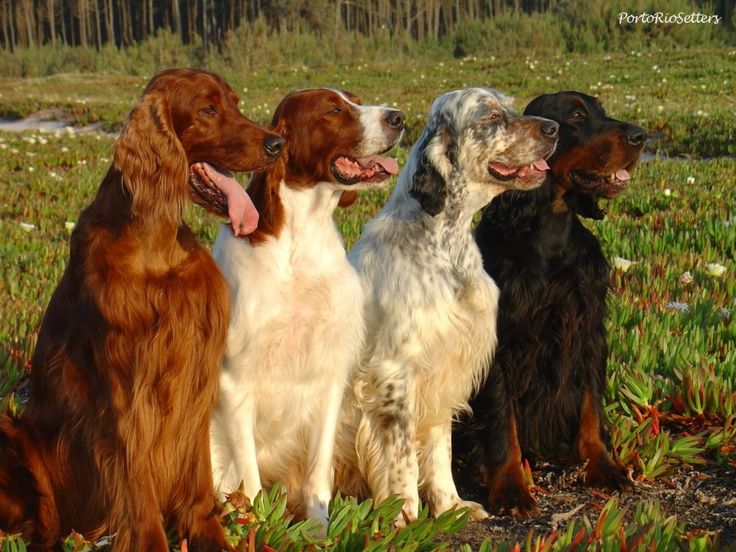 three dogs are sitting in the grass together