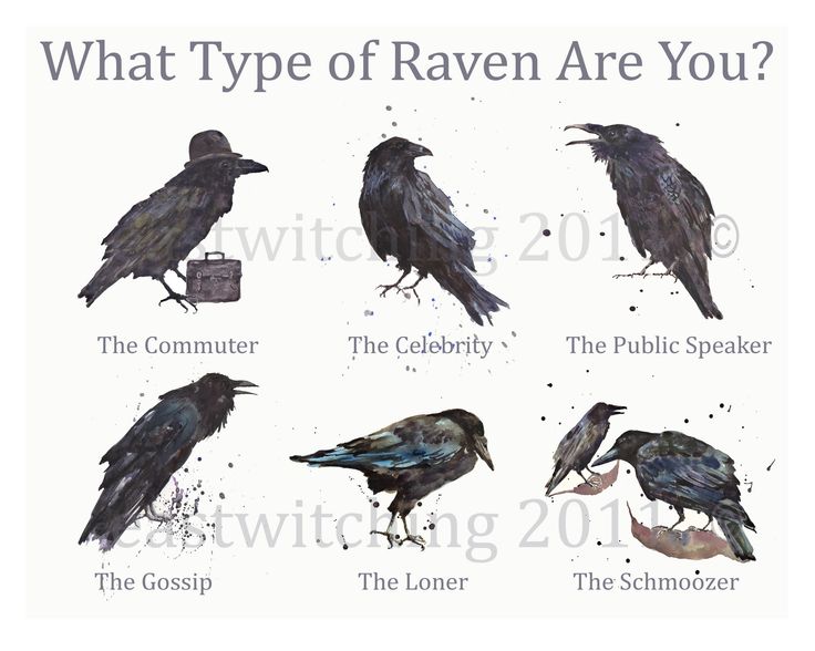 what type of raven are you?