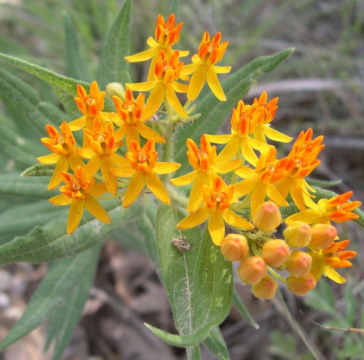 some yellow and orange flowers are growing in the dirt