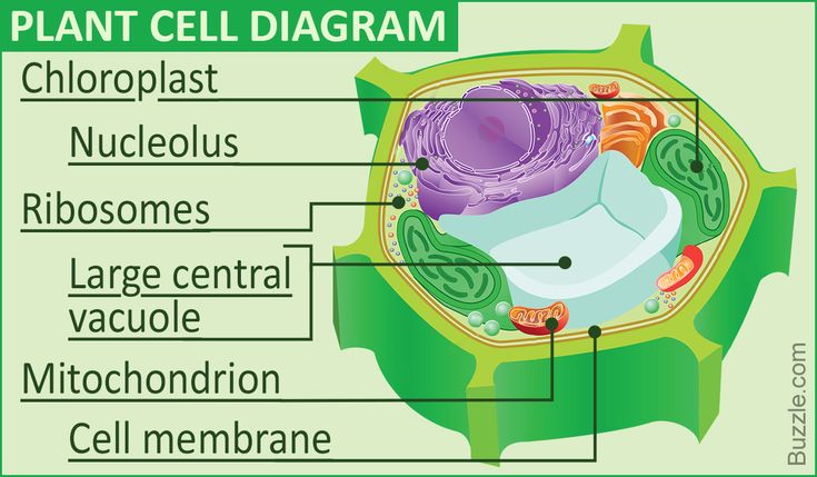 the structure of a plant cell diagram