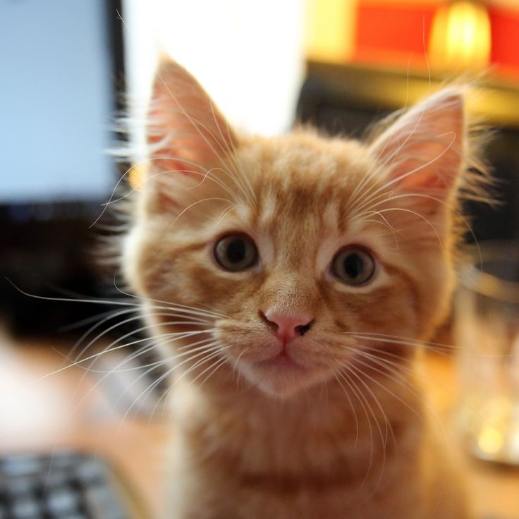 an orange cat sitting on top of a desk next to a keyboard