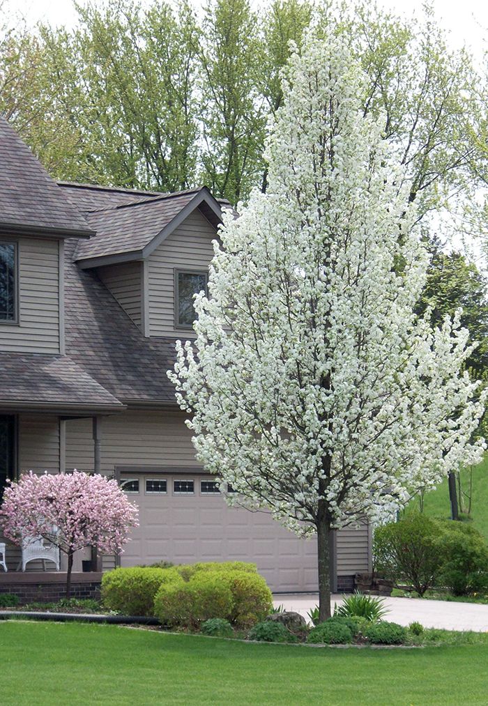 a tree with white flowers in front of a large house on a green lawn and some bushes