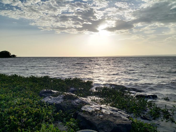 the sun is setting over the ocean with rocks and plants in front of it,