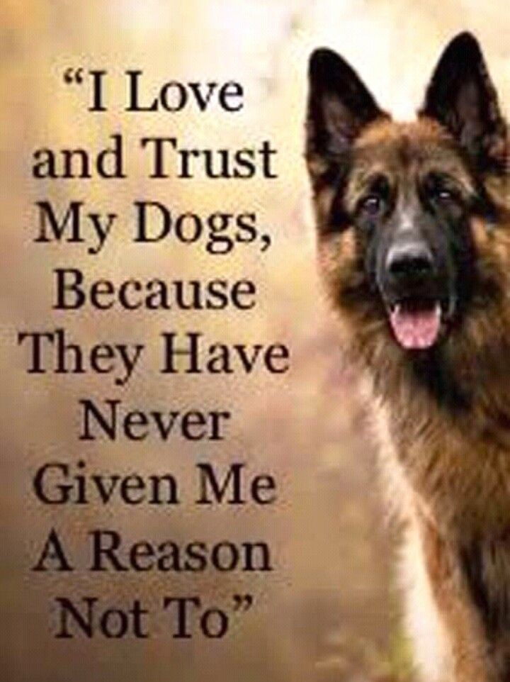 a german shepherd dog standing in front of a brown background with the words i love and trust my dogs because they have never given me a reason not to