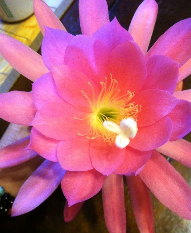 a large pink flower with yellow stamens on it's center and petals