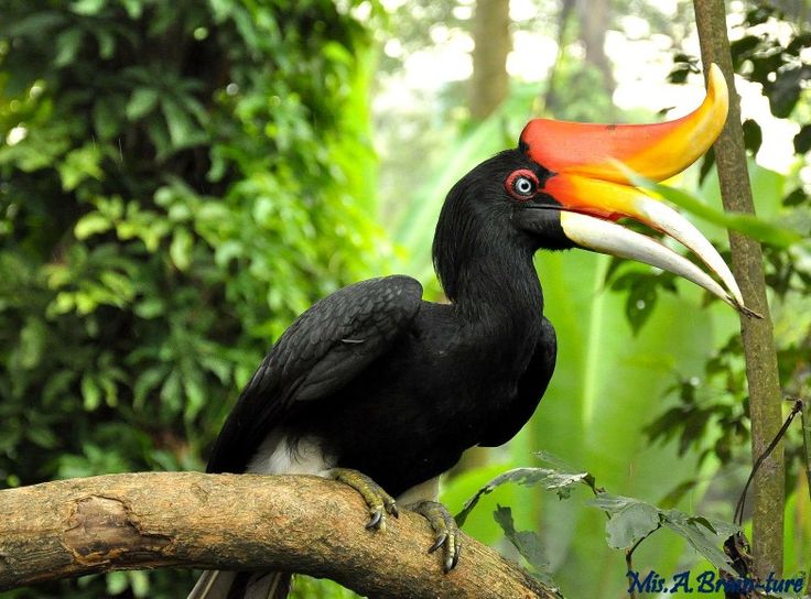 a large bird with a colorful beak sitting on a tree branch