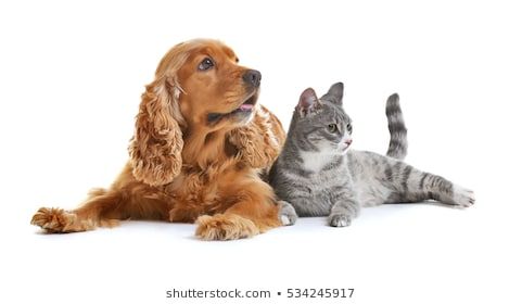 a dog and cat laying next to each other