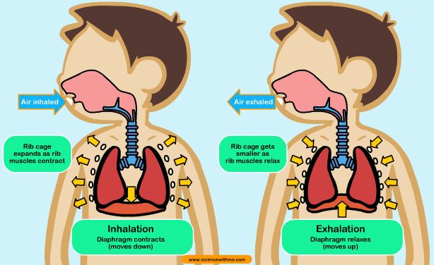 the stages of breathing and how to use them in different areas of the body, including lungs