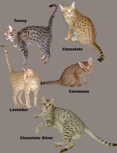 The Ocicat comes in 12 colors ; Tawny, Chocolate and Cinnamon, their ...