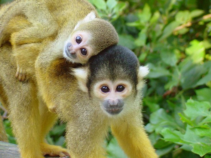 two monkeys are sitting on top of each other