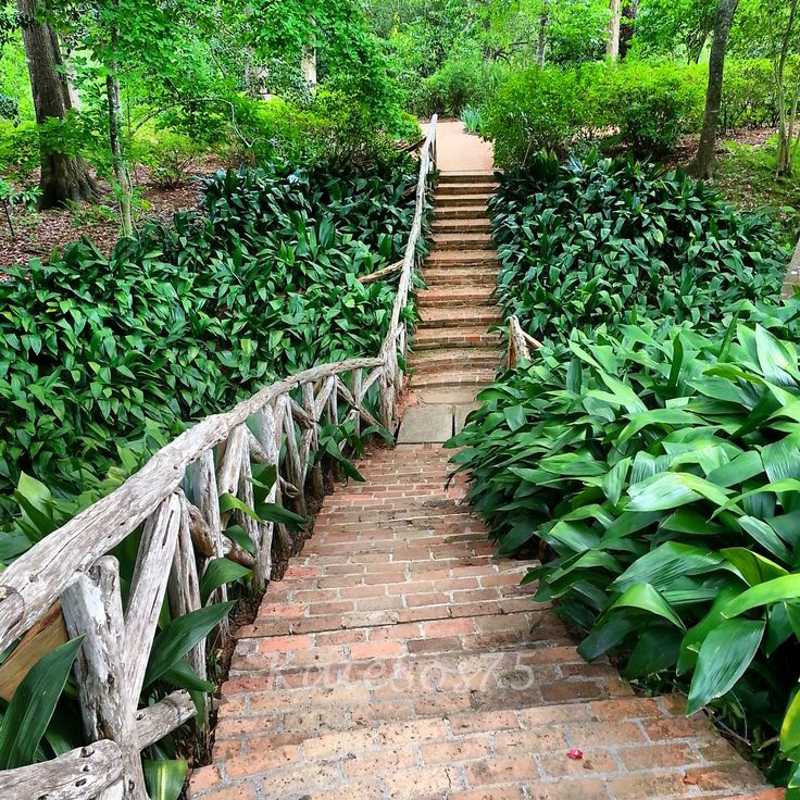 the stairs lead up to an area with many trees and bushes on both sides that are covered in green foliage