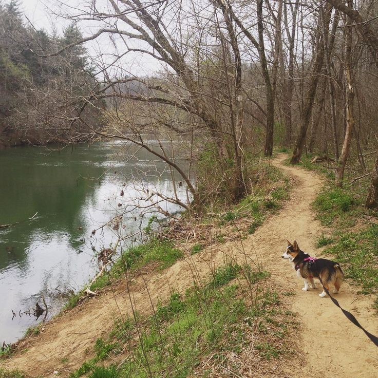 a dog walking down a dirt path next to a river