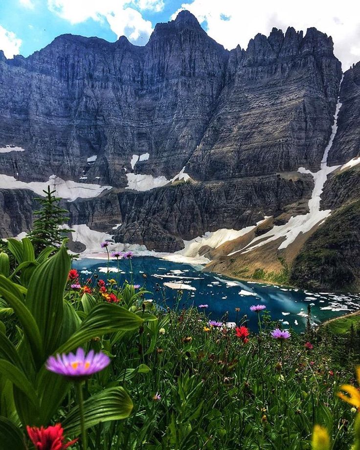 wildflowers in the foreground with mountains in the background