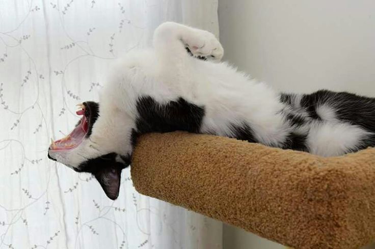 a black and white cat laying on top of a scratching post next to a window