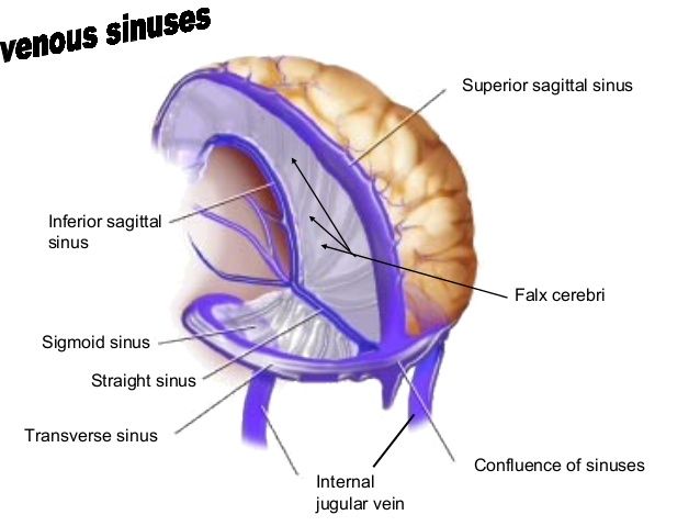 an image of the structure of the human brain and its major structures in blue text