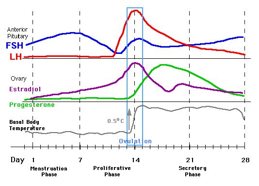 Hormone Levels During Menstrual Cycle Chart Menstrual Cycle Chart, Hormone Cycle, Cycle Chart, Natural Progesterone, Pregnancy Development, Ovulation Calculator, About Periods, Basal Body Temperature, Luteal Phase