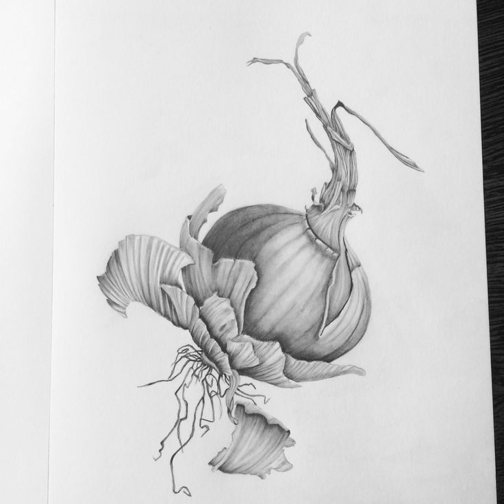 a pencil drawing of a flower on paper