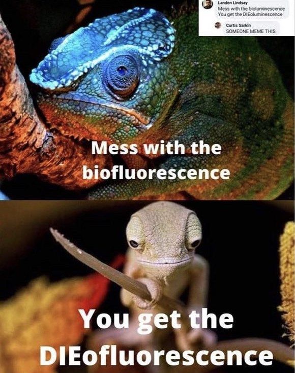 an image of a chamelon and the caption that says, mess with the biofluorescence you get the di