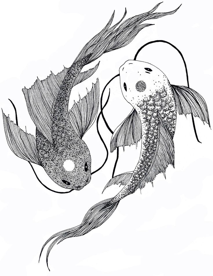 two black and white koi fish swimming side by side with their tails curled up