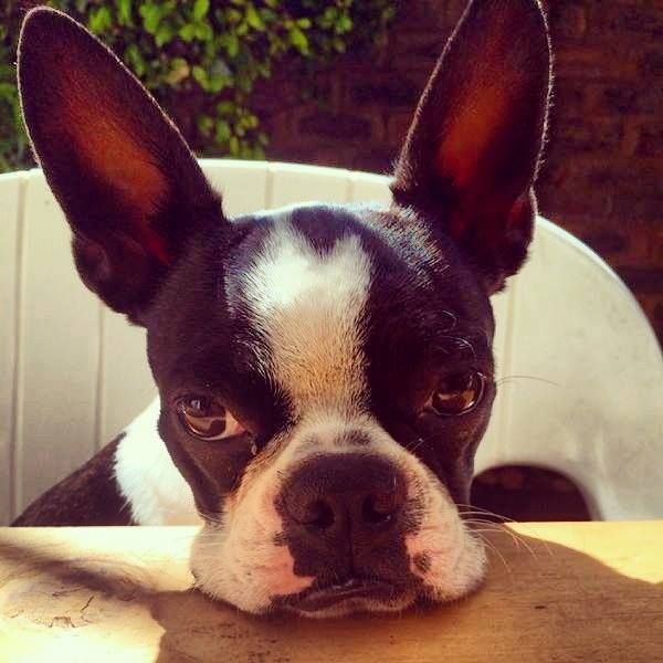 a small black and white dog laying on top of a wooden table