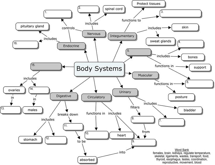 the body system diagram with all its components labeled in red and black, as well as other words