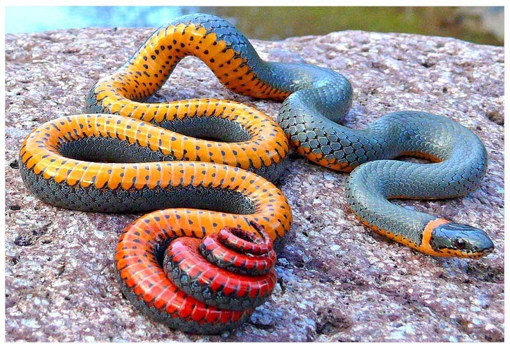 two colorful snakes laying on top of a rock