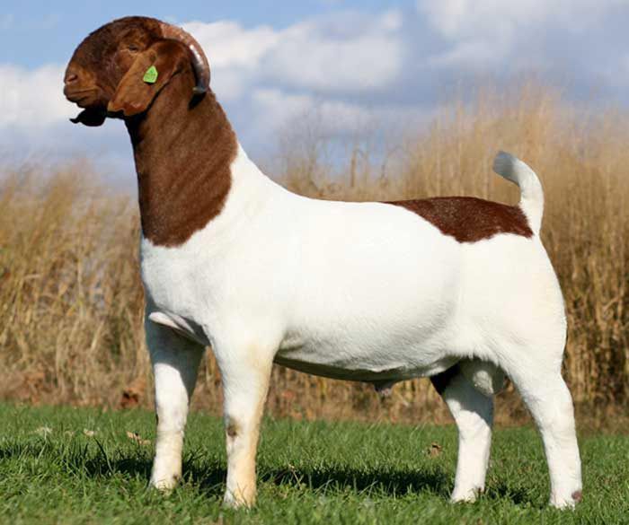 a brown and white dog standing on top of a lush green field