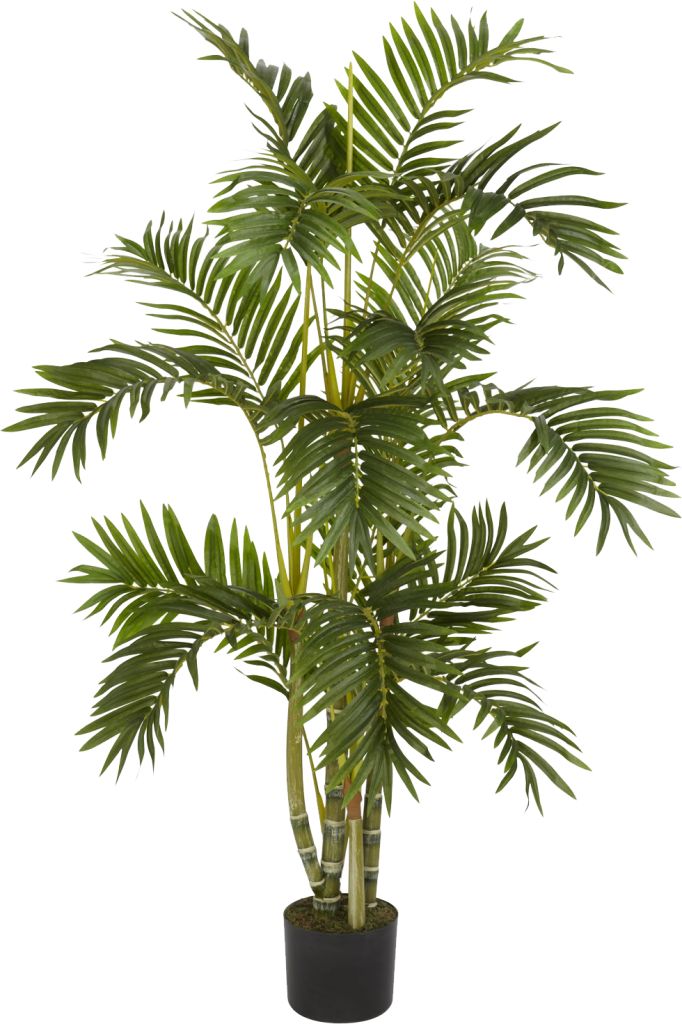 a potted palm tree in a black planter on a white background with clippings