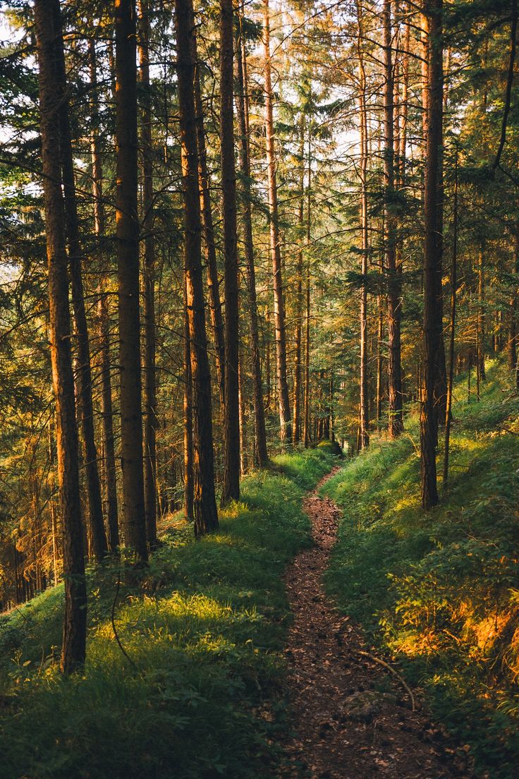 a path in the middle of a forest with trees on both sides and sunlight shining through