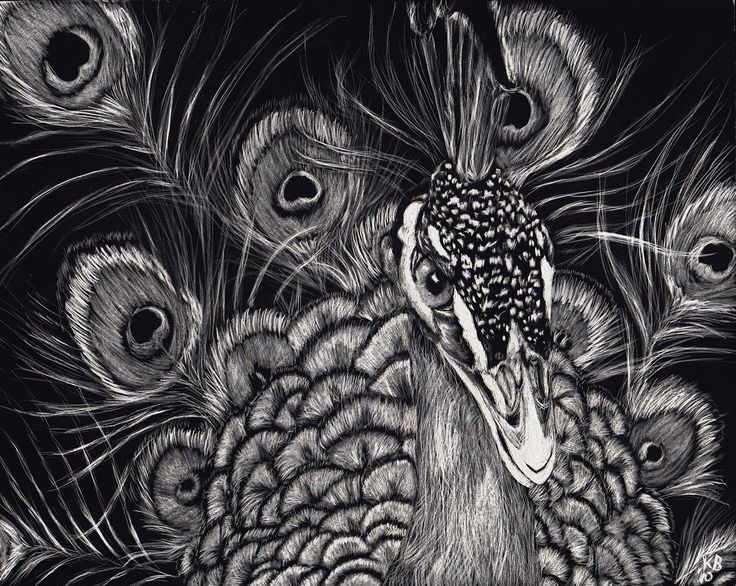 Scratchboard: The Peacock | Scratchboard art, Scratchboard art ...