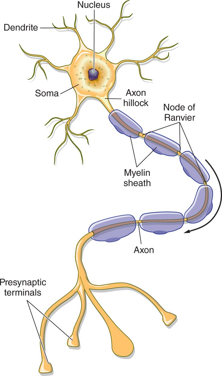 an image of the nervous system with labels on each side and labeled parts labelled below