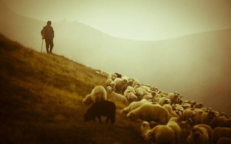 a man standing on top of a hill surrounded by sheep