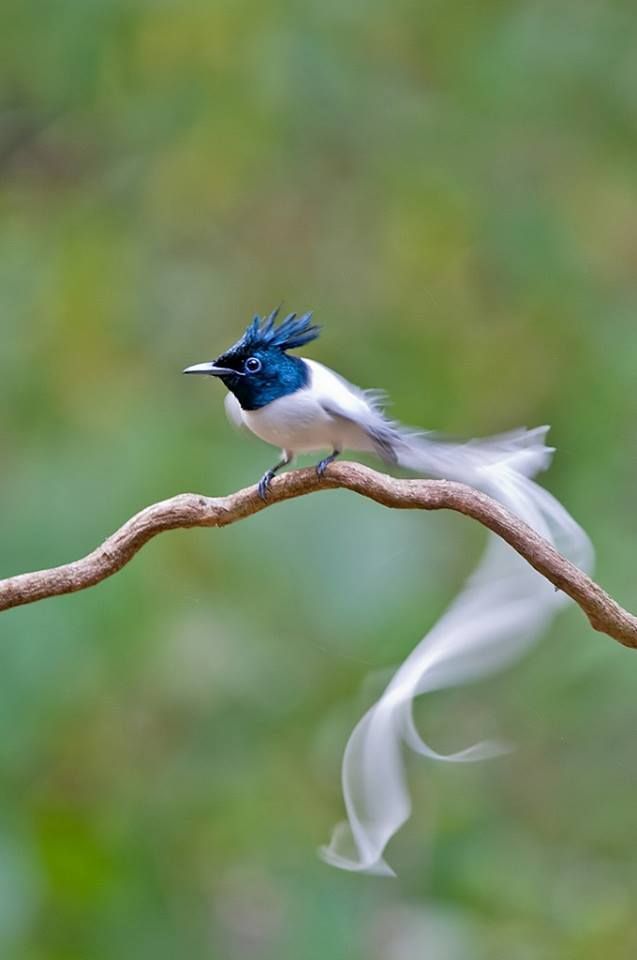 a blue and white bird sitting on top of a tree branch with its wings spread