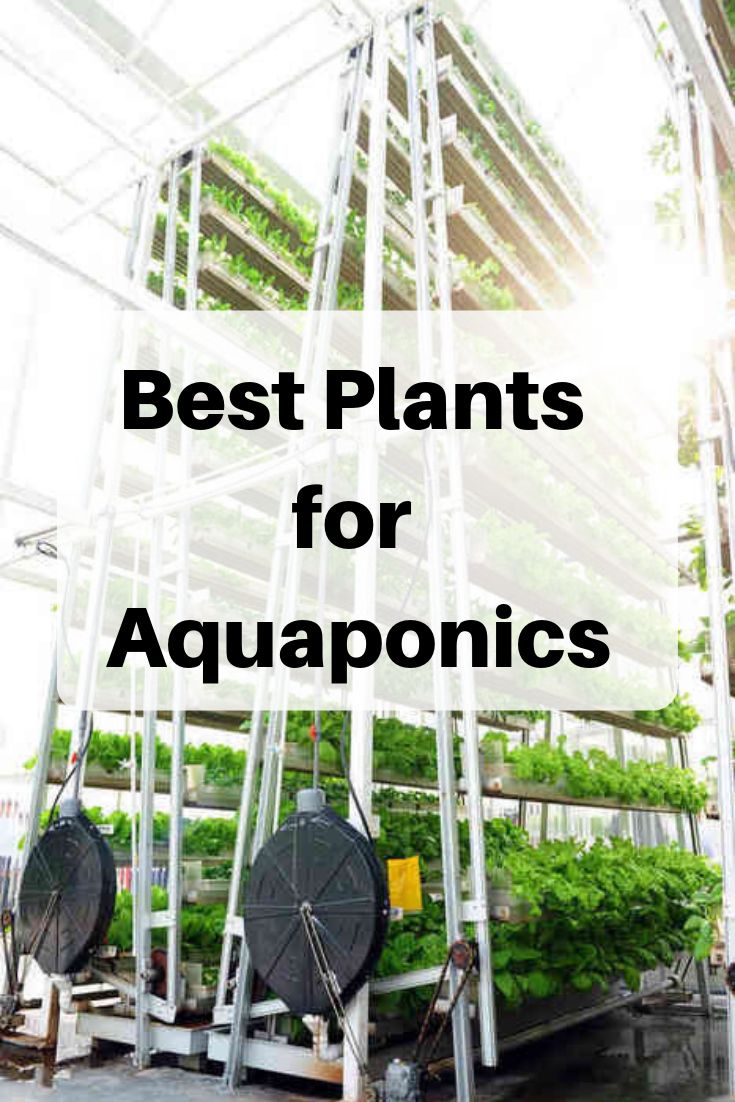 vertical aquaponics systems with text overlay that reads vertical aquaponics systems