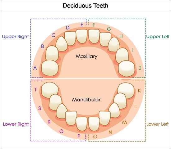 Tooth Numbers Chart Kids