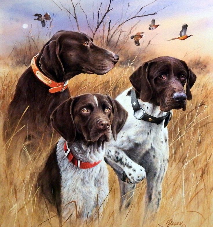 two dogs standing next to each other in tall grass with birds flying above them on a cloudy day