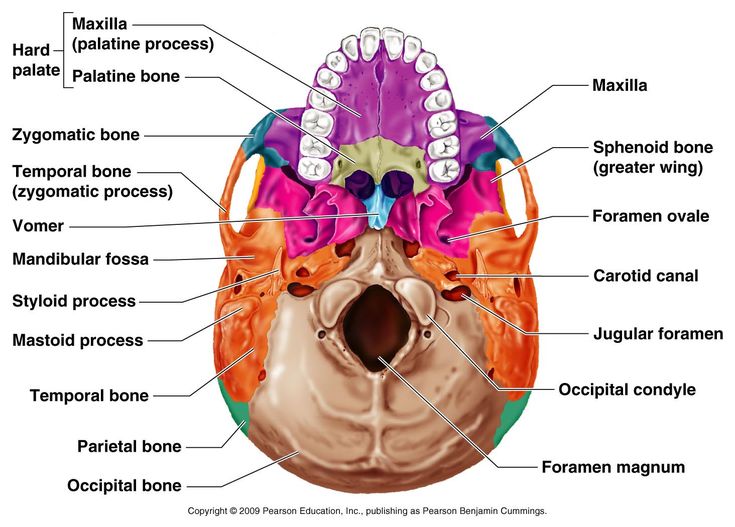 the structure of the human skull