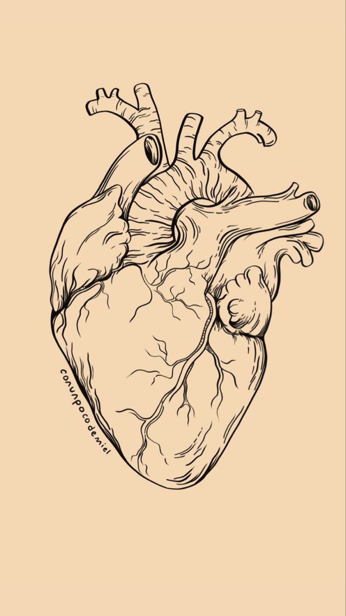 a black and white drawing of a human heart