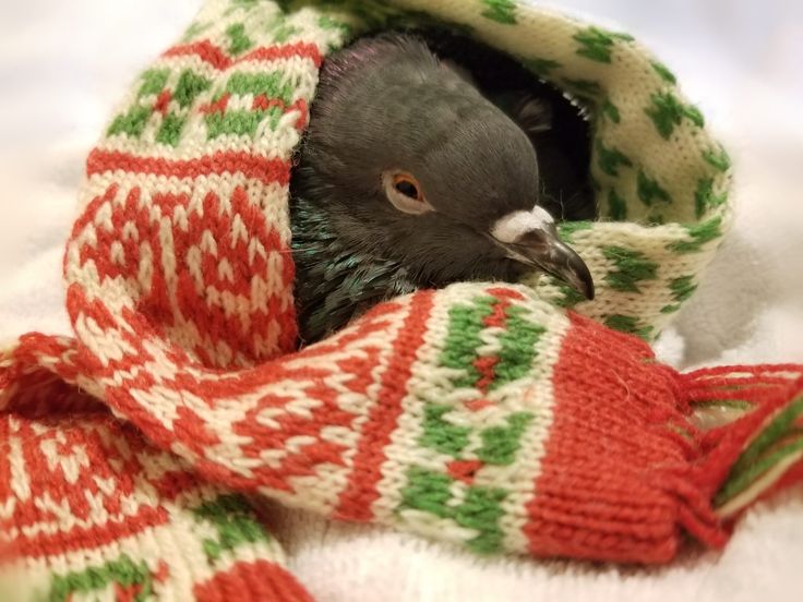 a pigeon wrapped in a blanket on top of a bed